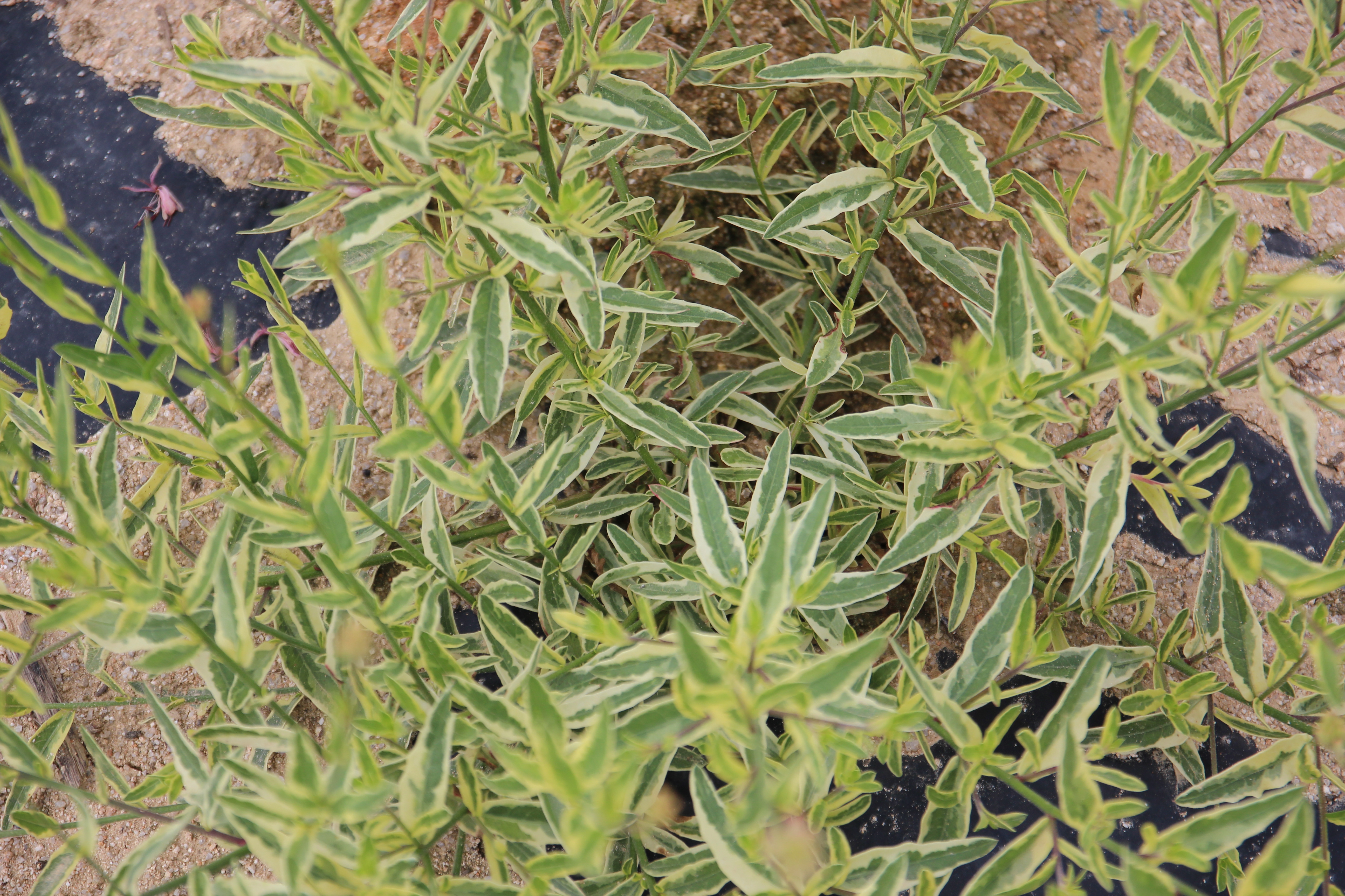 Gaura lindheimeri ‘Golden Edge’